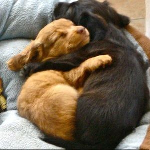 Meet your Posher, Hadley